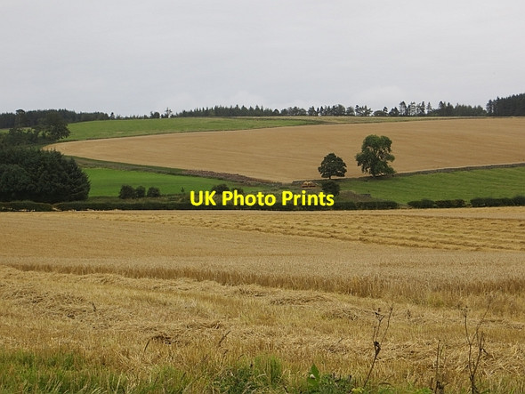 Photo 6"x4" Barley, Hardens Gavinton c2013