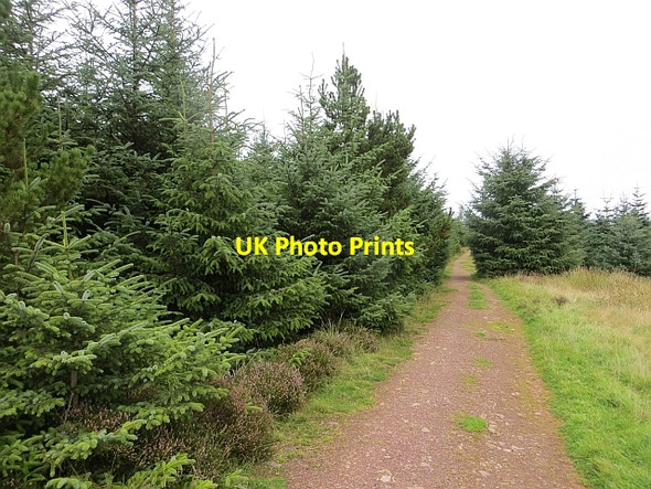 Photo 6"x4" Track, Hardens Plantation Gavinton c2013