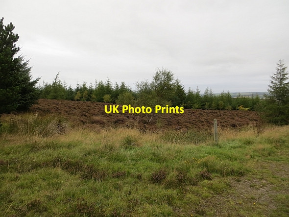 Photo 6"x4" Young Jeanie's Wood Gavinton c2013