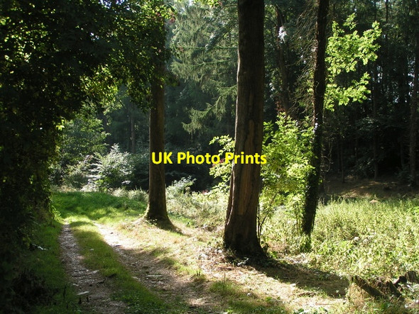 Photo 6"x4" Hestercombe House woodland Gotton c2013