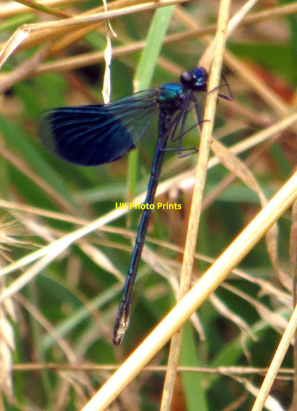 Photo 6"x4" Damselfly by the River Thames West End\/SP4204 c2013