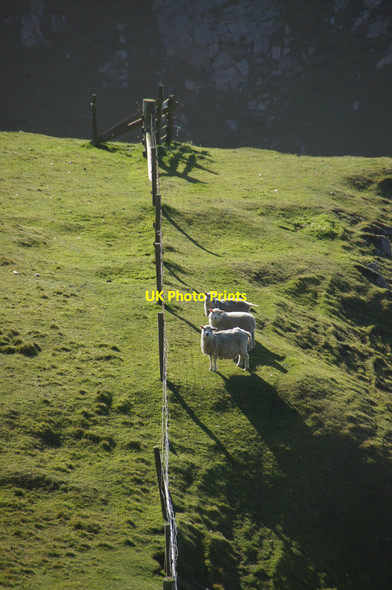 Photo 6"x4" Three 'gluffed' sheep west of Libbers Hill Burrafirth c2013