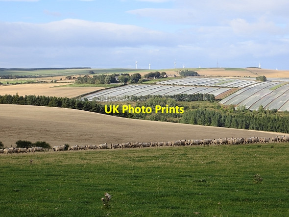 Photo 6"x4" Sheep pasture, Horseley Houndwood c2013