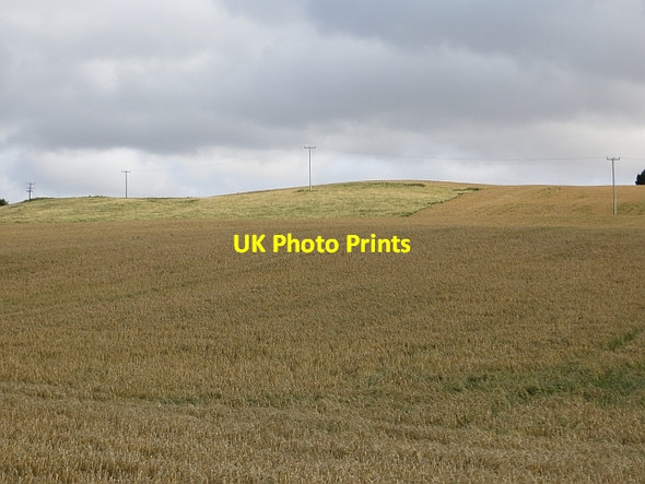 Photo 6"x4" Barley, Horseley Houndwood c2013