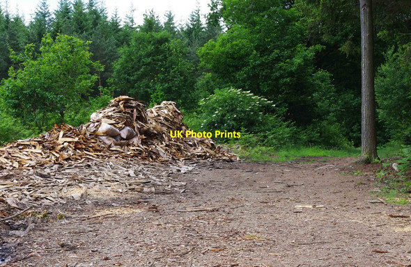 Photo 6"x4" Woodshavings in Eymore Wood, near Trimpley, Worcs Holbeache c2010