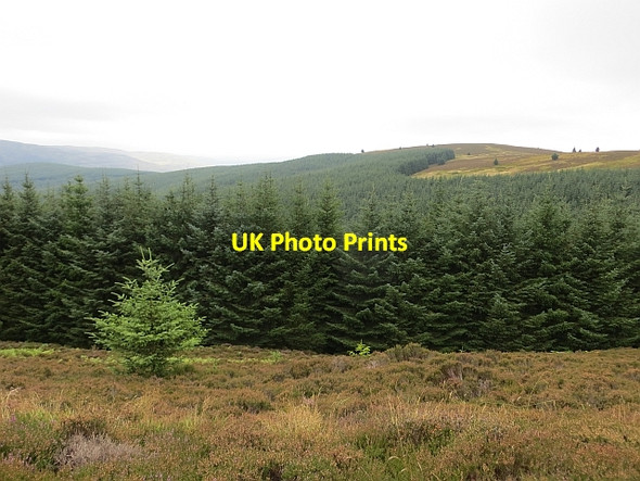 Photo 6"x4" Forestry, Minch Moor Hangingshaw\/NT3930 c2013
