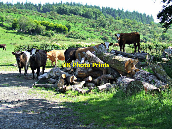 Photo 6"x4" Cattle on a log pile Inverkip c2013