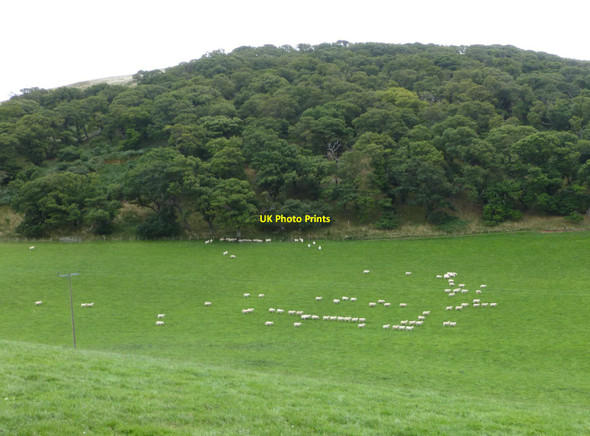 Photo 6"x4" Migrating sheep Westnewton\/NT9030 c2013