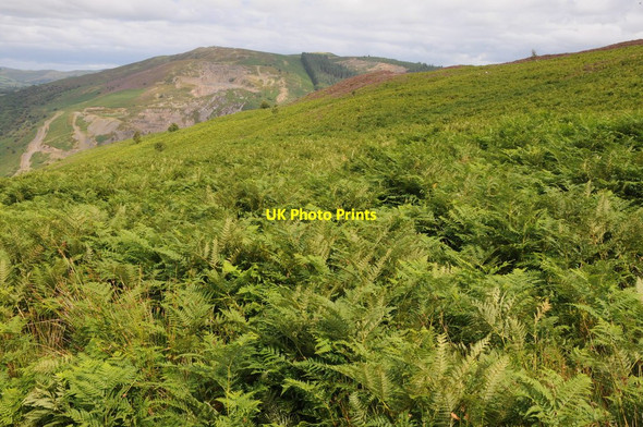Photo 6"x4" Bracken hillside above the Wye valley Llanwrthwl c2013
