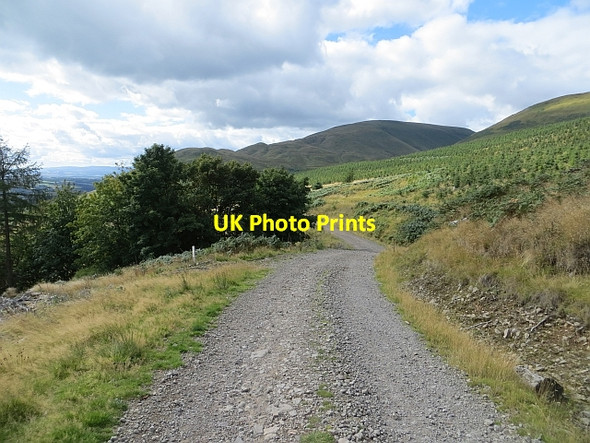 Photo 6"x4" Logging road, Hillfoot Hill Dollar c2013