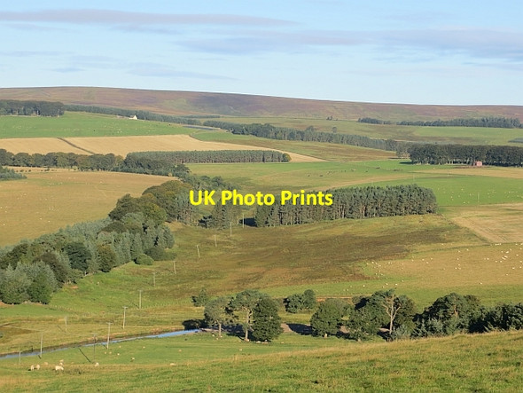 Photo 6"x4" March Strip Longformacus c2013