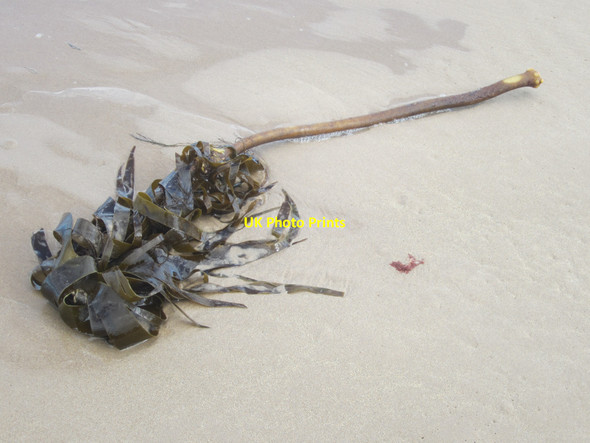 Photo 6"x4" Kelp on the beach, Bamburgh Bamburgh c2013