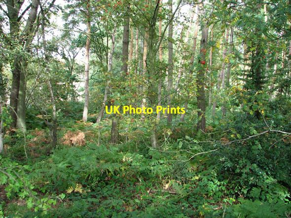 Photo 6"x4" Little Wood, Barningham Green Edgefield Street c2013