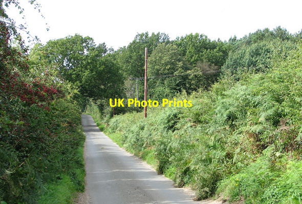 Photo 6"x4" To Edgefield past Little Wood Barningham Green c2013