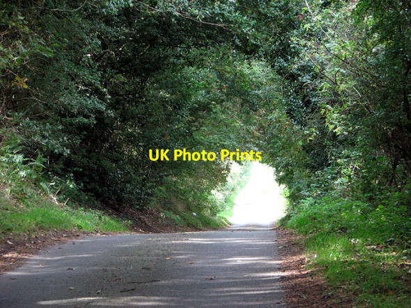 Photo 6"x4" Lane past Barningham Green Plantation Barningham Green c2013