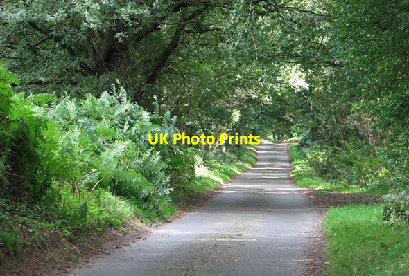 Photo 6"x4" Through Barningham Green Plantation Barningham Green c2013