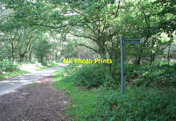 Photo 6"x4" Bridleway through Barningham Green Plantation Barningham Green c2013