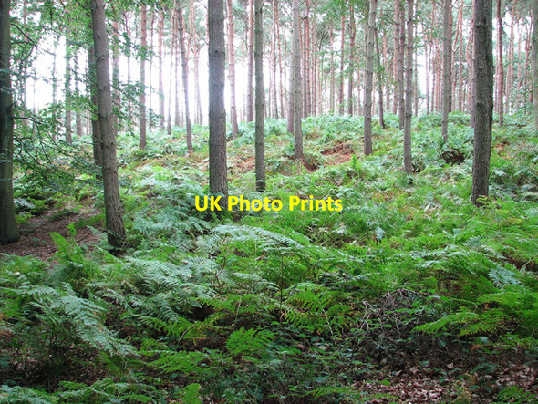 Photo 6"x4" Barningham Green Plantation Barningham Green c2013