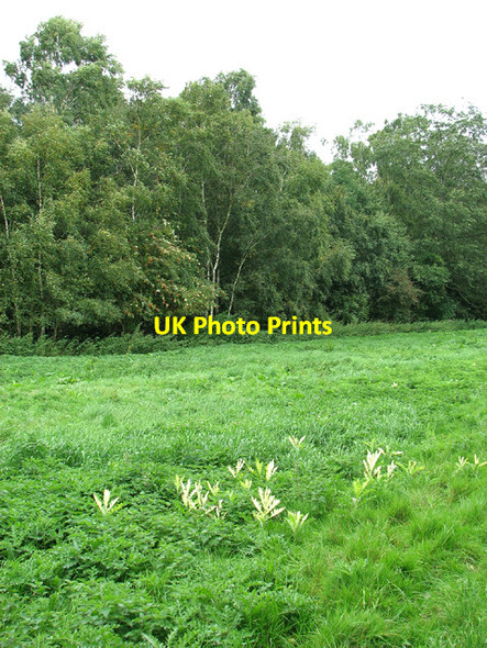 Photo 6"x4" The southern edge of Barningham Green Plantation Barningham Green c2013