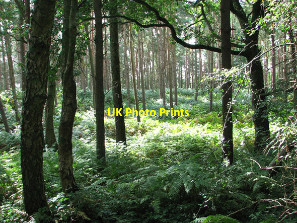 Photo 6"x4" Barningham Green Plantation Barningham Green c2013