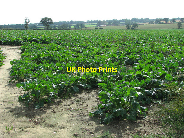 Photo 6"x4" Sugar beet crop by Little Barningham Little Barningham c2013