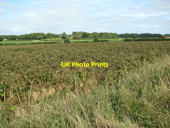 Photo 6"x4" Potato crop by Wood Farm, Edgefield Edgefield\/TG0934 c2013