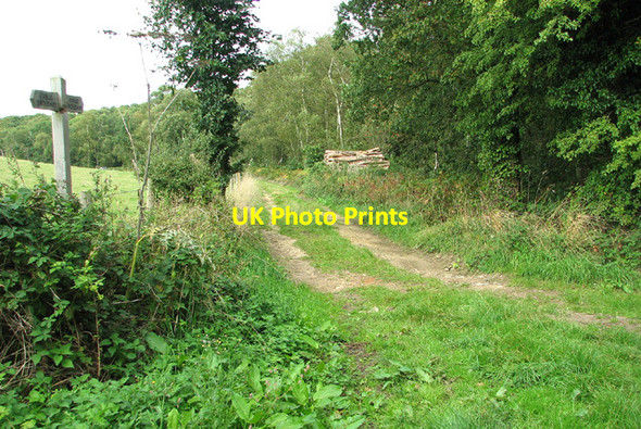Photo 6"x4" Path skirting Plumstead Heath Plumstead Green\/TG1234 c2013