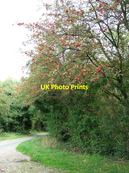Photo 6"x4" Lane to Plumstead Green Plumstead Green\/TG1234 c2013
