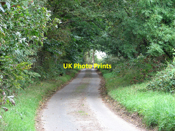 Photo 6"x4" Lane past Fir Plantation Plumstead Green\/TG1234 c2013