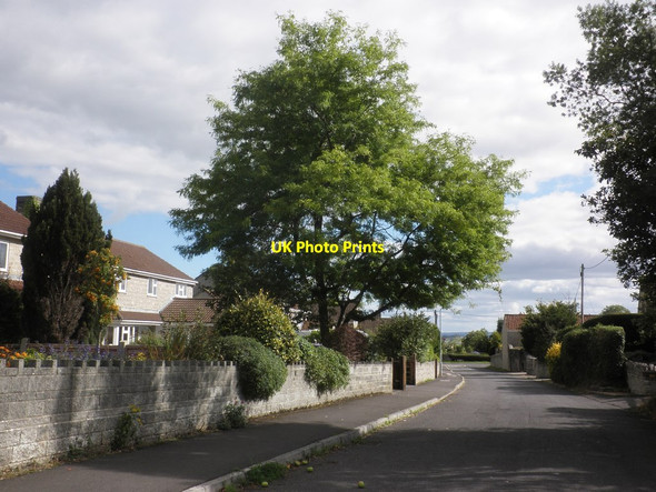 Photo 6"x4" Heale Lane Wiltown\/ST3824 c2013