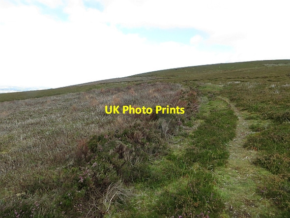 Photo 6"x4" Heather, Black Hill Silverburn\/NT2060 c2013