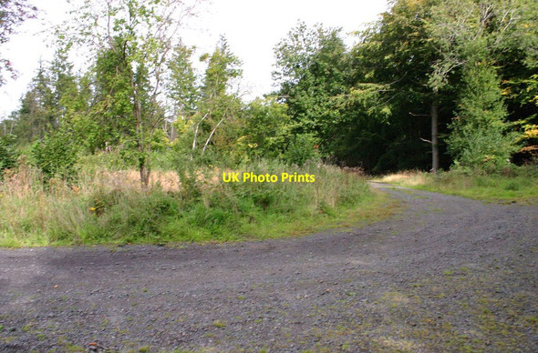 Photo 6"x4" Bend in forestry road, Ribbesford Wood, near Bewdley, Worcs Burlish Park c2013