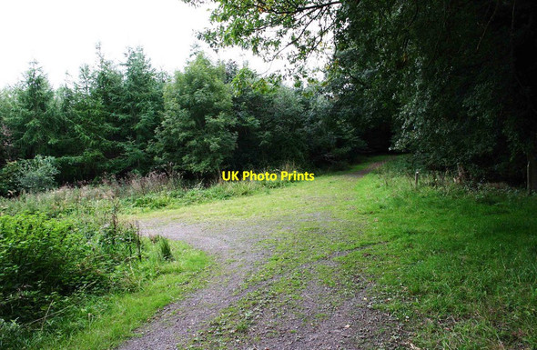Photo 6"x4" Junction of tracks, Ribbesford Wood, near Bewdley, Worcs Burlish Park c2013
