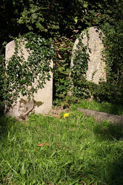 Photo 6"x4" St. Pancras and Islington Cemetery Finchley c2008
