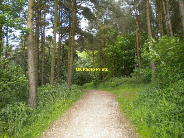 Photo 6"x4" Into the woods, near Lower Blackshaw Farm Blackshaw Moor c2013