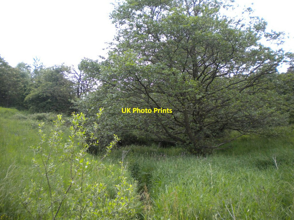 Photo 6"x4" Stream through the woods south of Meerbrook (1) Meerbrook c2013