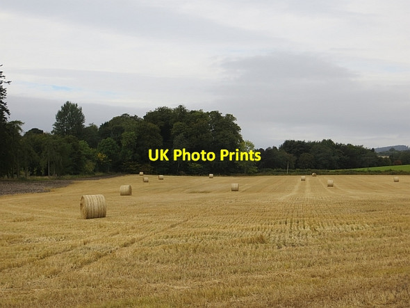 Photo 6"x4" Stubble, Rossie Kinloch\/NO2812 c2013
