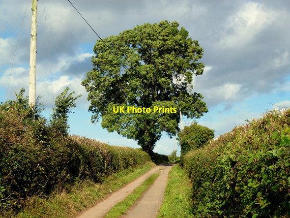 Photo 6"x4" Green Lane oak Lea\/SO6521 c2013