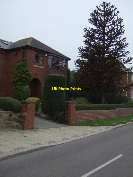 Photo 6"x4" Almost deceased monkey puzzle tree (Araucaria araucana) Thurnscoe c2013