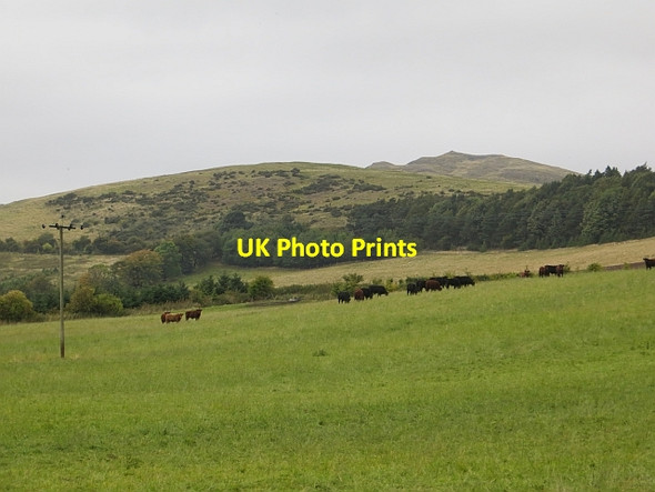 Photo 6"x4" Cattle, Balmeadowside Parbroath c2013