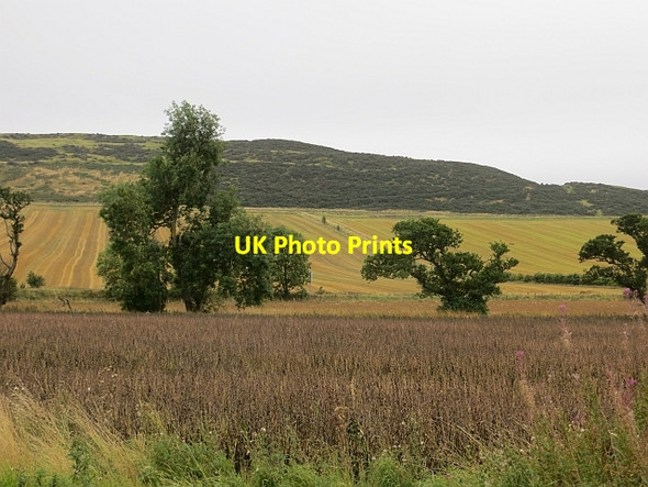 Photo 6"x4" Bean crop, Parbroath Parbroath c2013
