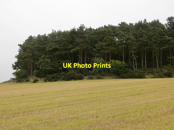 Photo 6"x4" Torr Hill Moonzie c2013