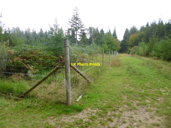 Photo 6"x4" South Oakley Inclosure, deer-proof fencing Burley Lawn c2013