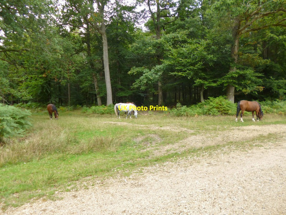Photo 6"x4" South Oakley Inclosure, ponies Burley Lawn c2013