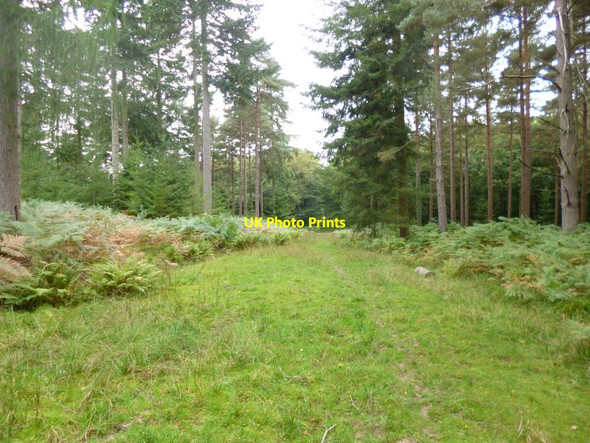 Photo 6"x4" South Oakley Inclosure, forestry track Burley Lawn c2013