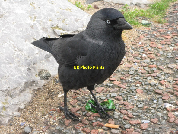 Photo 6"x4" Angry Jackdaw! Llandudno c2013