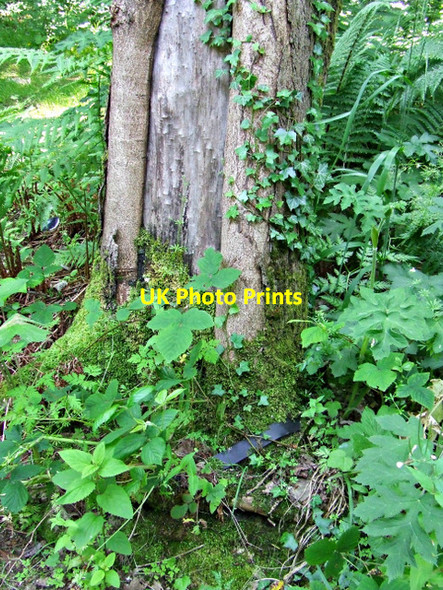 Photo 6"x4" Tree by the Glen Burn Port Glasgow c2013