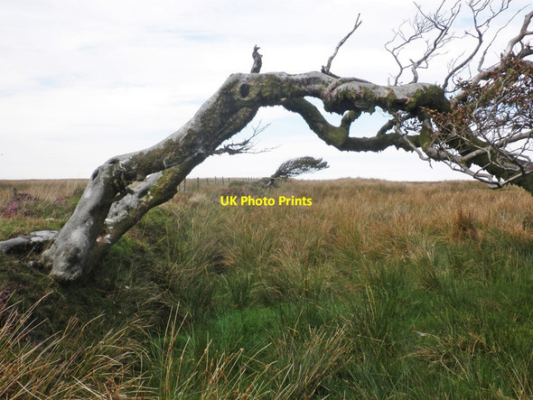 Photo 6"x4" Wind-bent tree overhangs the Tarka Trail Swincombe c2013