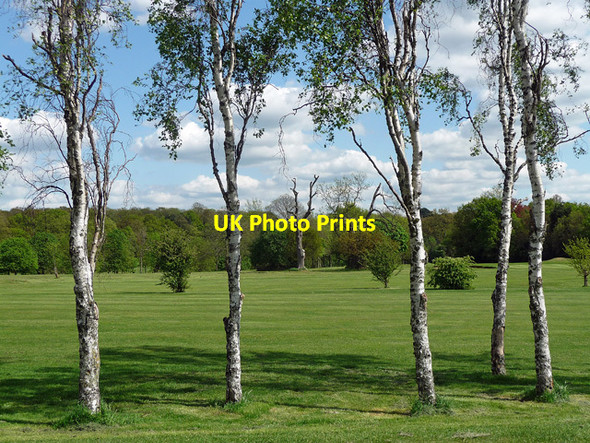 Photo 6"x4" Silver birches, Beckenham Place Park Beckenham c2012
