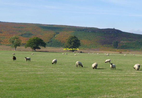 Photo 6"x4" Sheep in pasture beside Eglingham Burn Eglingham c2013